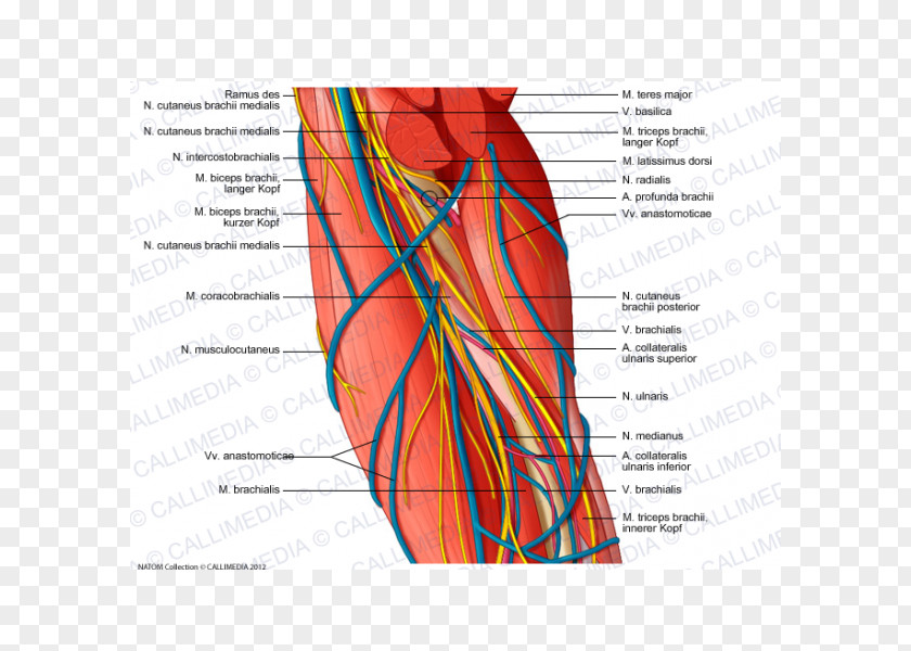 Arm Brachial Artery Augšdelms Ulnar Nerve PNG
