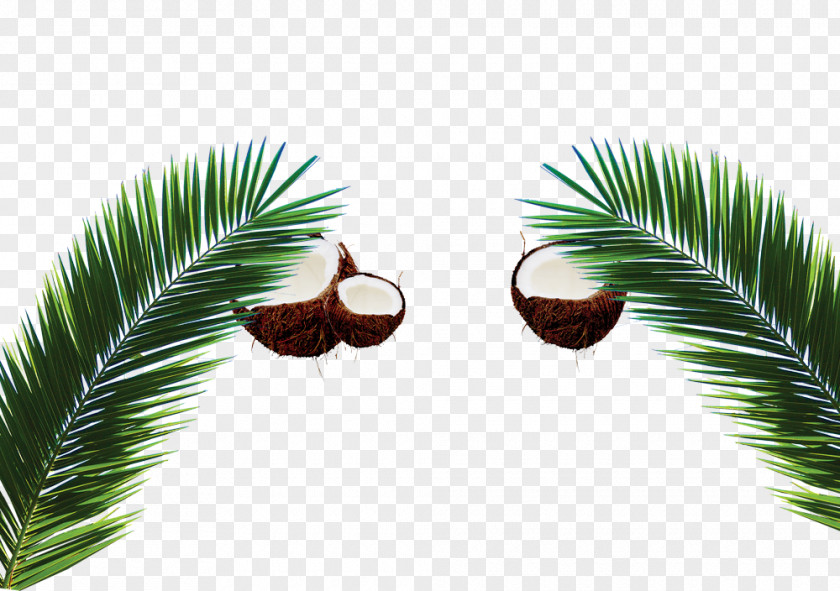 Coconut Arecaceae Milk Leaf PNG