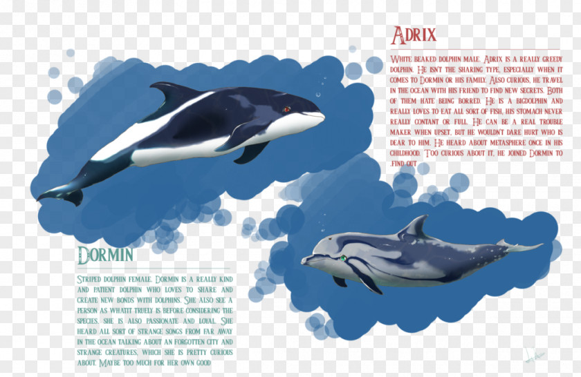 Dolphin Killer Whale Common Bottlenose Wholphin Short-beaked Tucuxi PNG