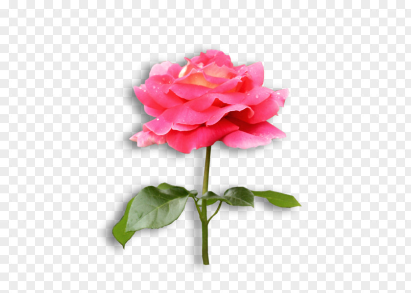 Flower Garden Roses Cabbage Rose Floribunda Plant Stem PNG