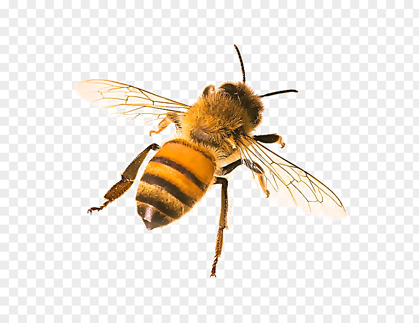 Hornet Bumblebee PNG