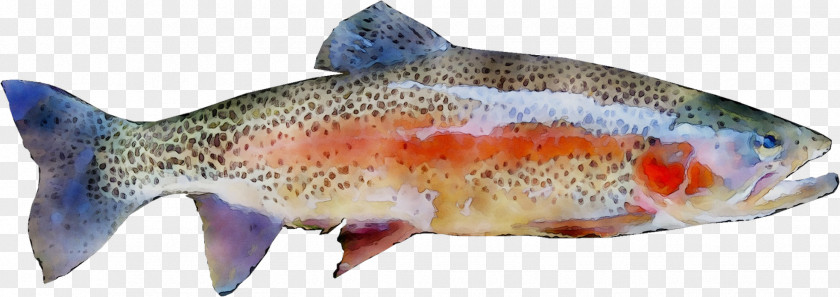 Salmon Rainbow Trout Atlanti Lazac Fish PNG
