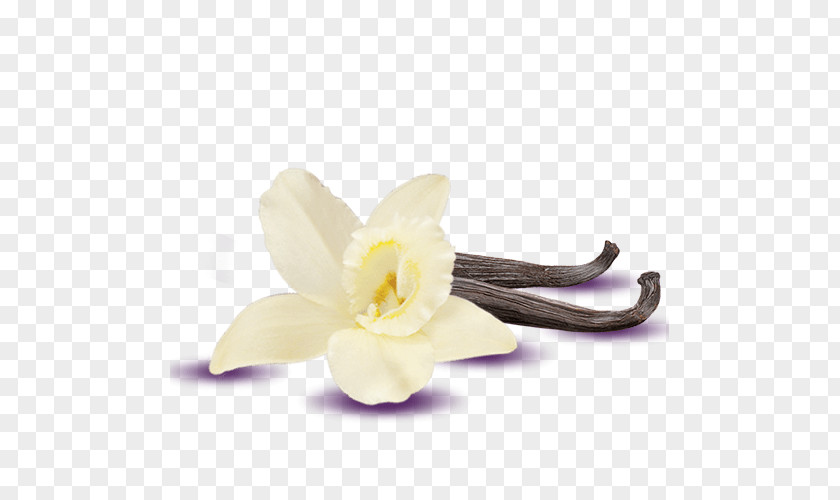 Vanilla Mousse Custard Chocolate Pudding Banana PNG