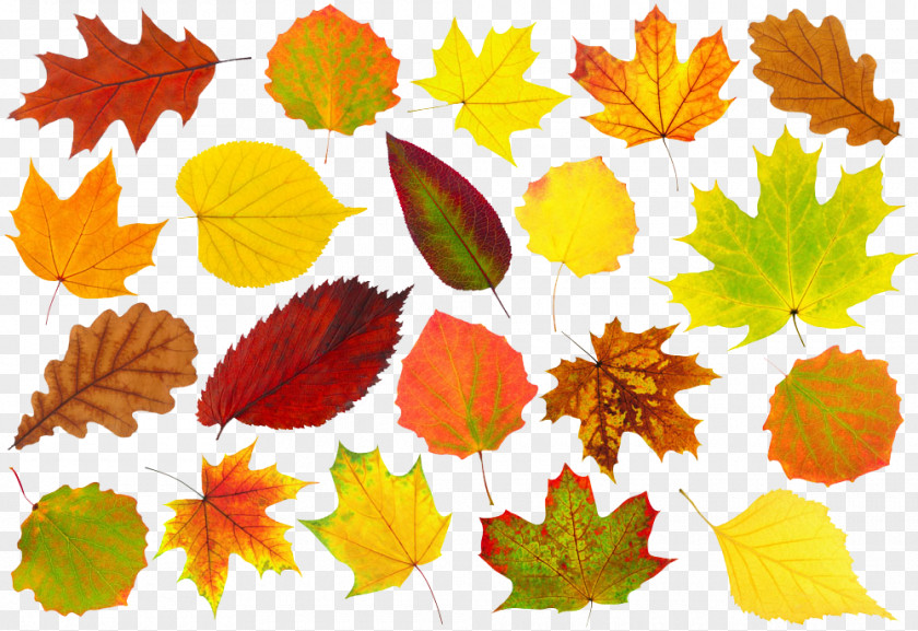 Autumn Leaves Leaf Color Royalty-free PNG