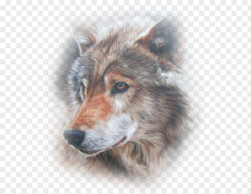 Dog Pack Canidae Domestication Animal PNG