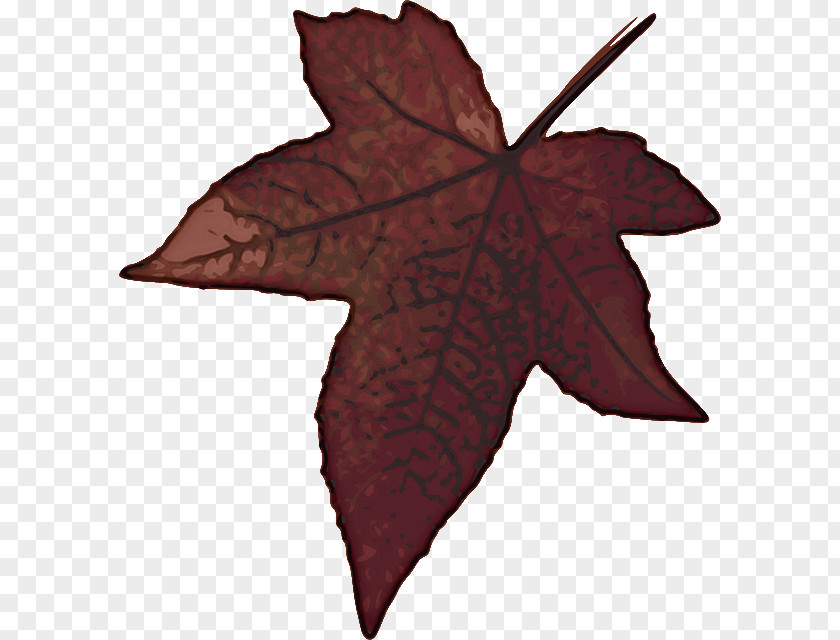 Flower Deciduous Maple Leaf PNG