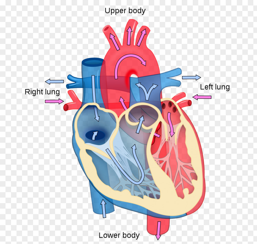 Heart Diagram Anatomy Human Body Circulatory System PNG