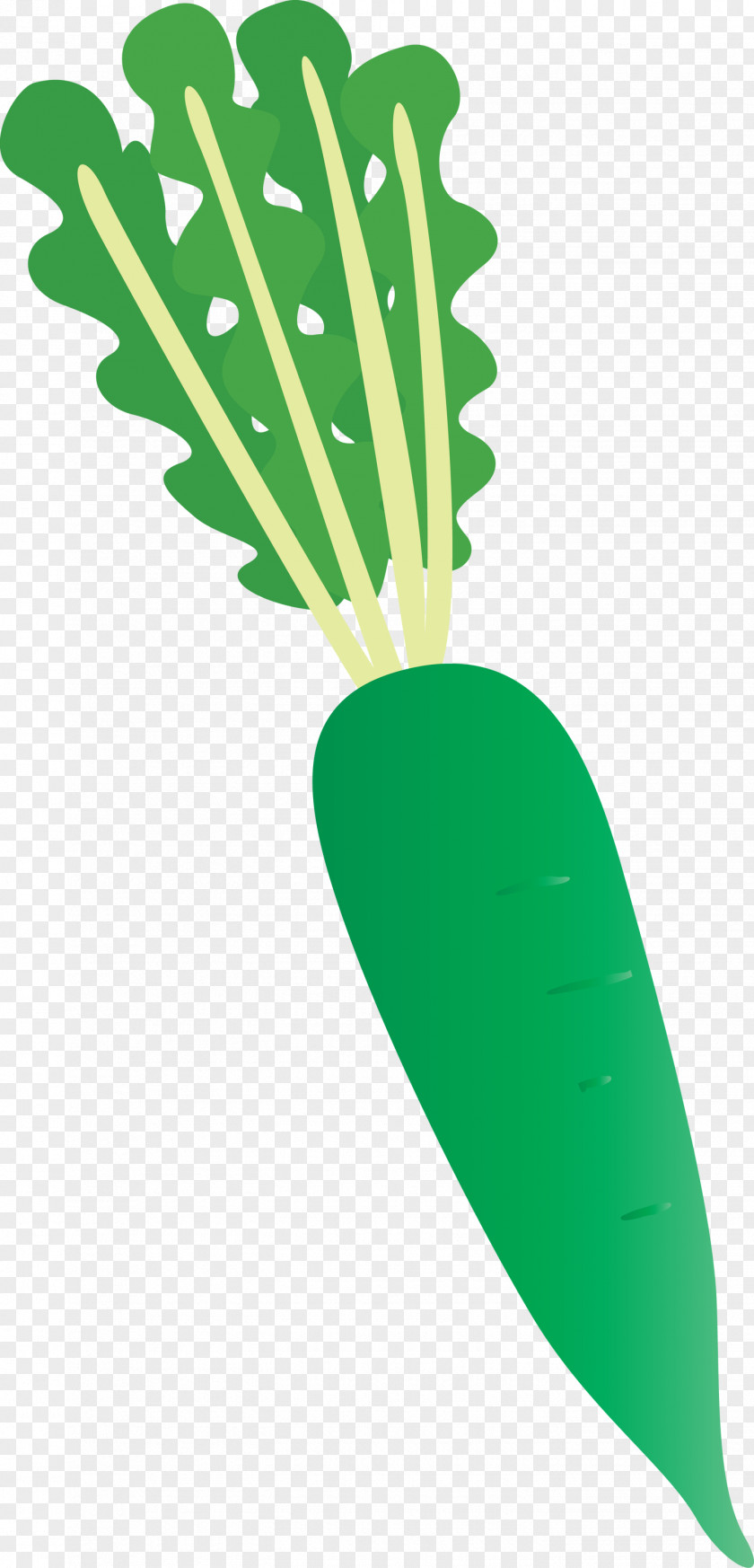 Radish PNG