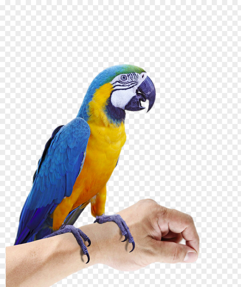 Rest In The Hands Of Parrots Budgerigar Eclectus Parrot Bird Macaw PNG