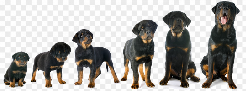 Rottweiler English Mastiff Puppy Great Dane Dalmatian Dog PNG