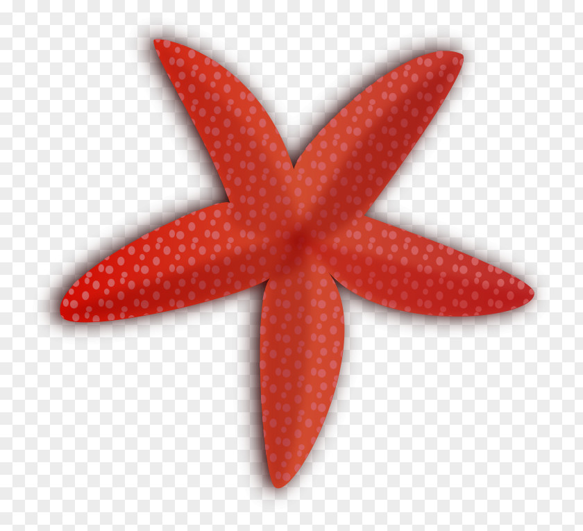 Small Animals Starfish Clip Art PNG