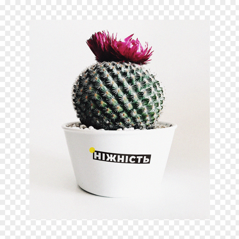 Cactus Succulent Plant Plants Flower Schlumbergera PNG