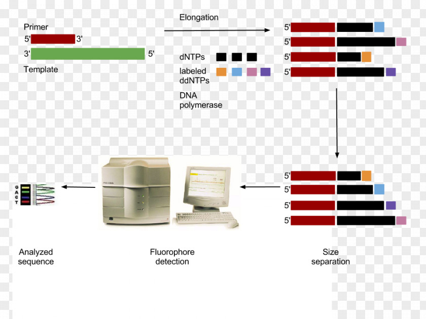 Design Brand Diagram PNG