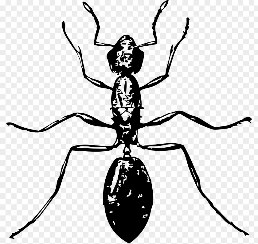 Exterminator Pictures Ant Free Content Drawing Clip Art PNG