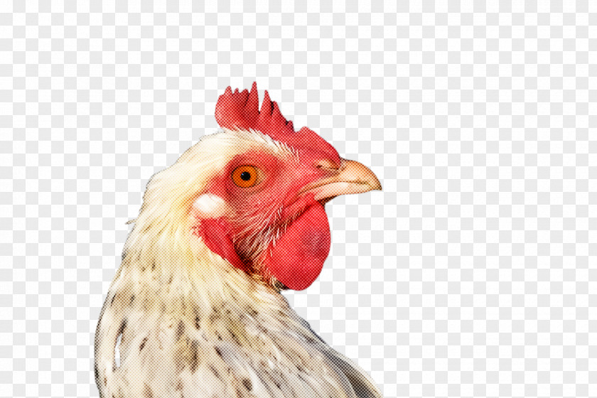 Livestock Nose Chicken Bird Rooster Beak Comb PNG