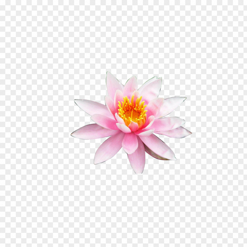 Lotus Creative Nelumbo Nucifera Flower Petal PNG