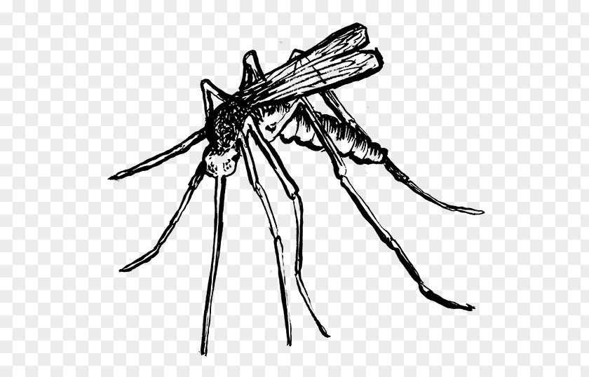 Mosquito Insect Line Art Pollinator White PNG