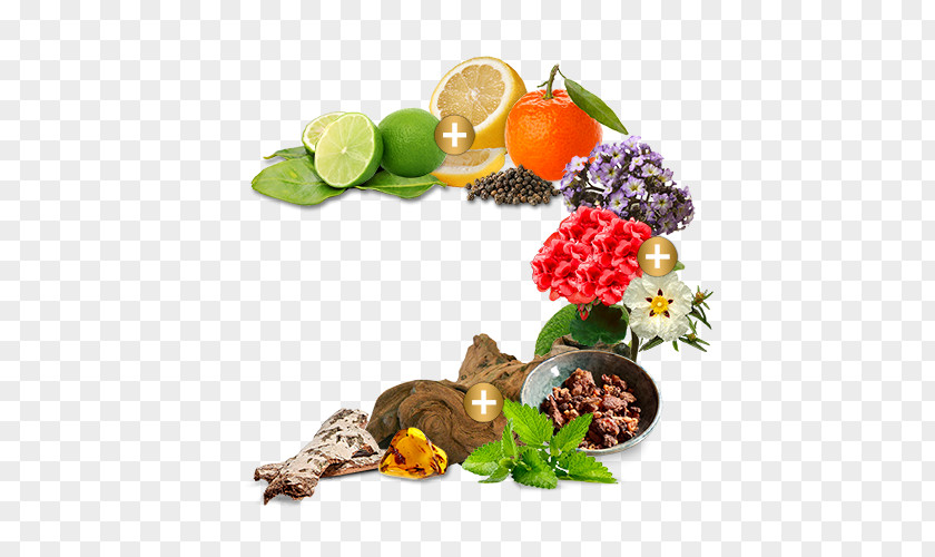 Sensuale Food Vegetarian Cuisine Pino Silvestre Vegetable Garnish PNG