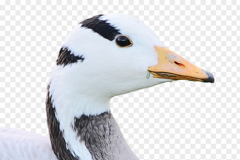Bird Beak Goose Duck Water PNG