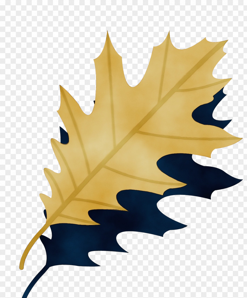 Deciduous Holly Maple Leaf PNG