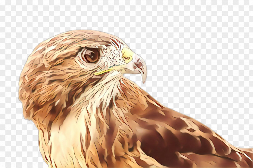 Falcon Beak Bird Of Prey Eagle Hawk Golden PNG
