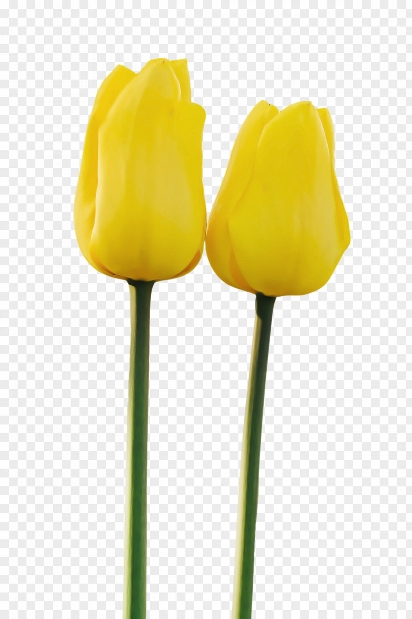 Tulip Plant Stem Flower Yellow Cut Flowers PNG