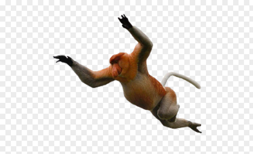Baby Shoes Desktop Wallpaper Proboscis Monkey Baboons PNG