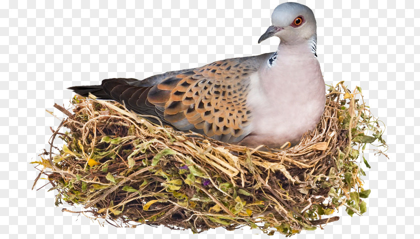 Blowing A Kiss Husband Bird Nest Photograph Image PNG