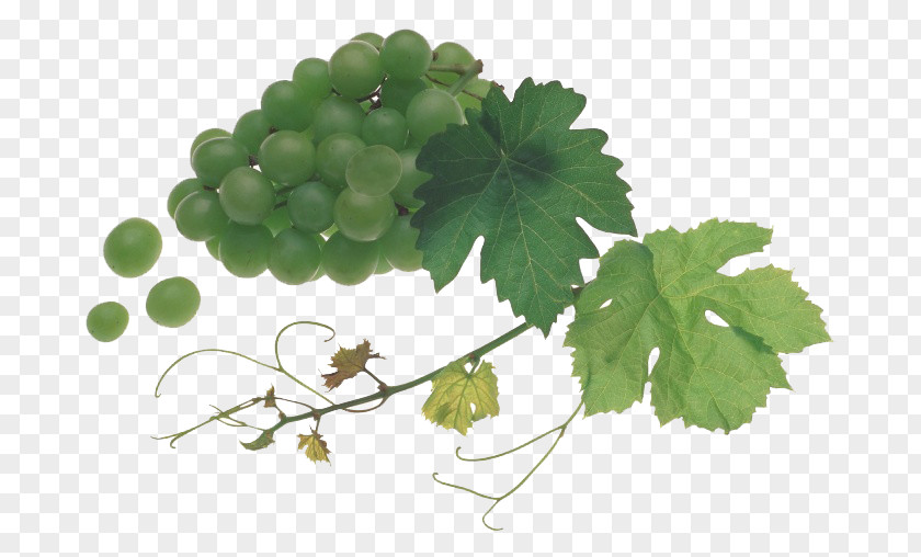Delicious Grapes White Wine Grape Juice Bacelo PNG