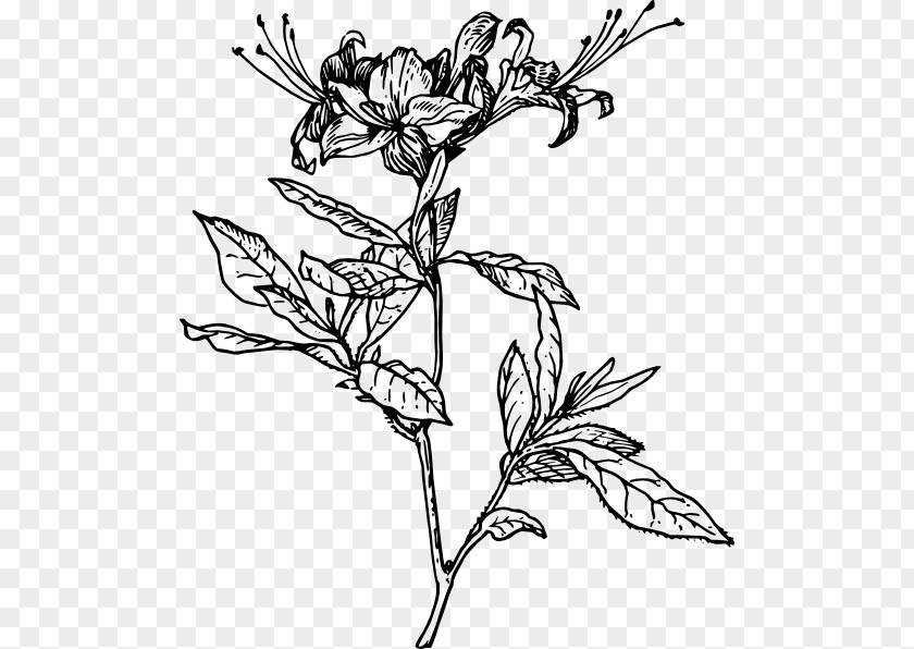 Flower Azalea Drawing Rhododendron Clip Art PNG