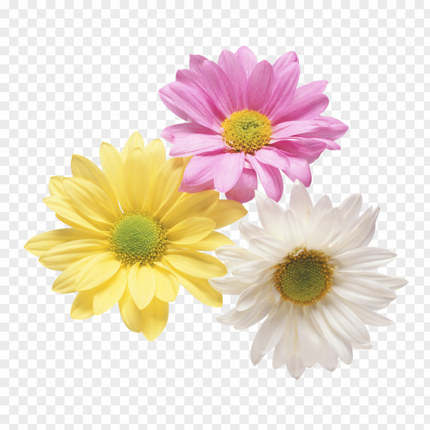 Flower Clip Art PNG