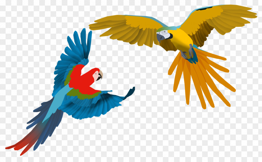 Macaw Parrot Scarlet Bird Drawing PNG
