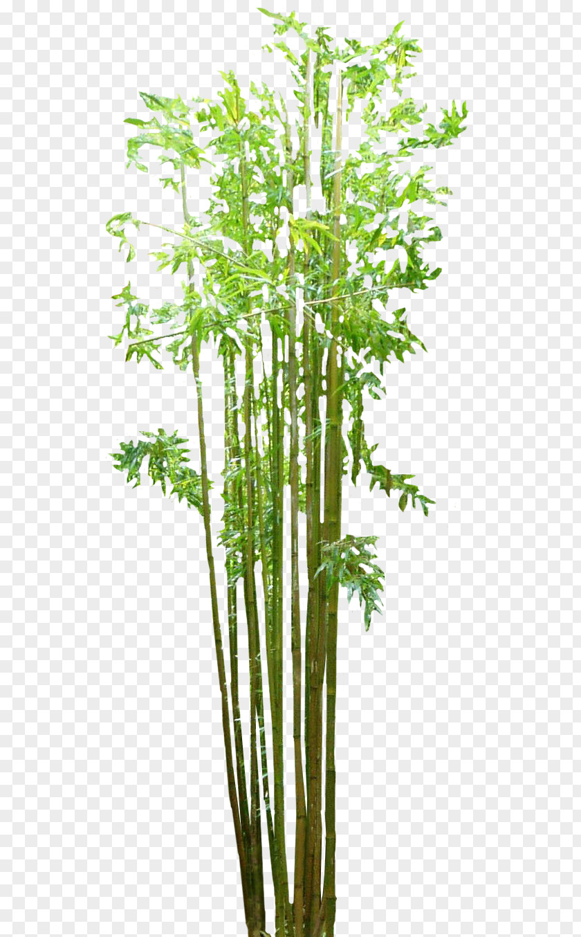 Bamboo Image Floor PNG