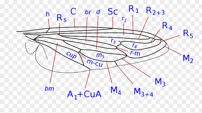 Line /m/02csf Product Design Drawing PNG