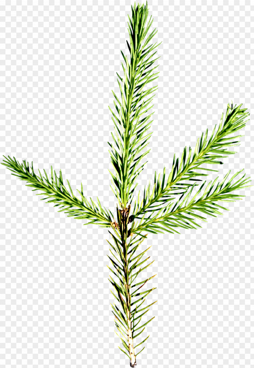 TWIG Spruce Pine Conifers Needle Fir PNG