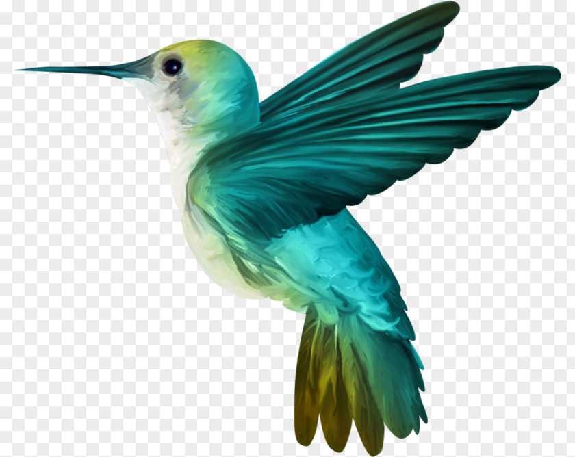 Bird Hummingbird Desktop Wallpaper Clip Art PNG