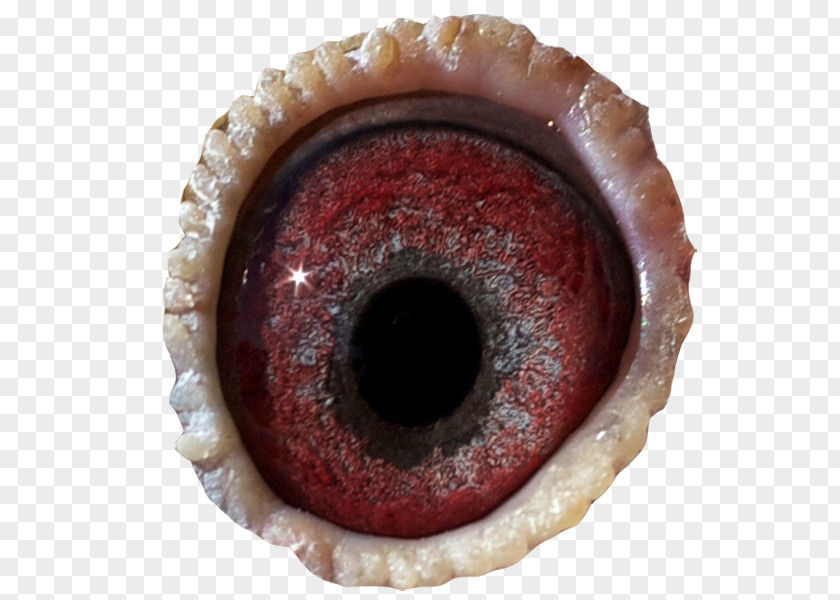 Eye Close-up PNG