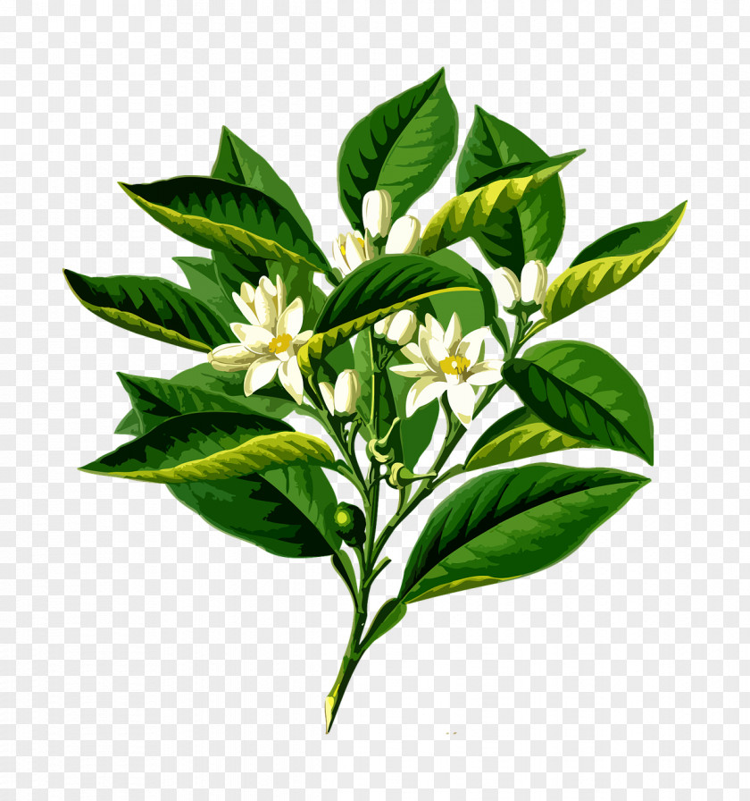 Mandarin Graphic Botanical Illustration Artist Botany PNG