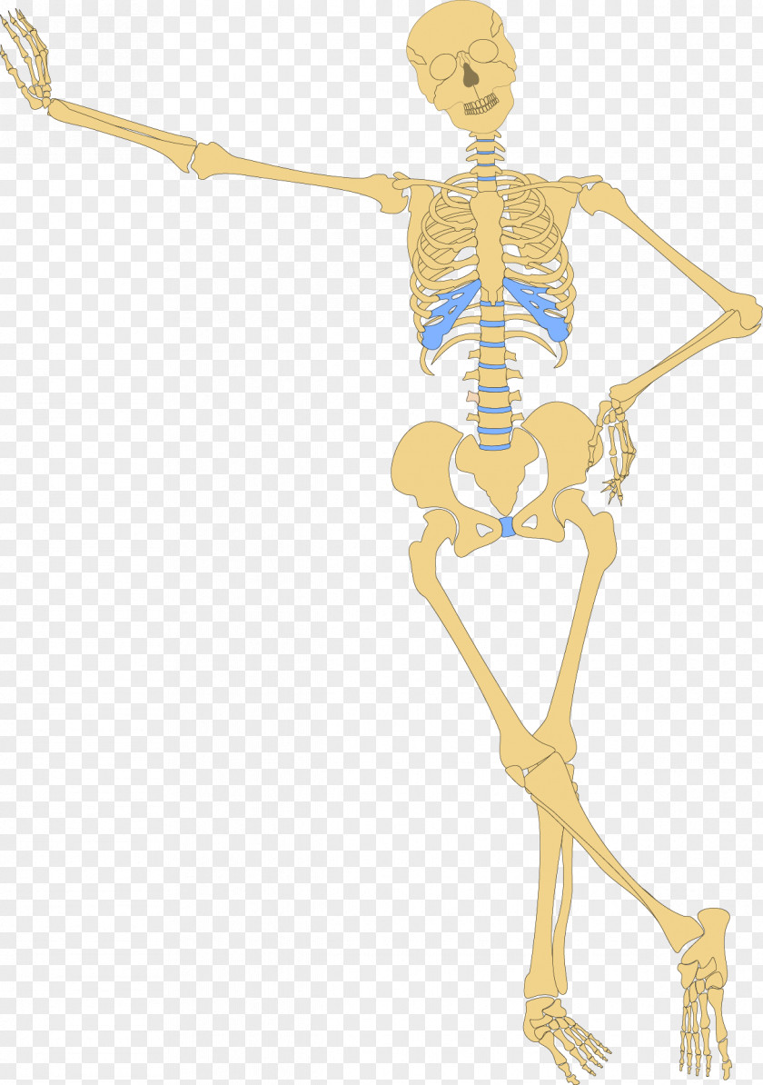 Medical Human Skeleton Bone Skull Clip Art PNG