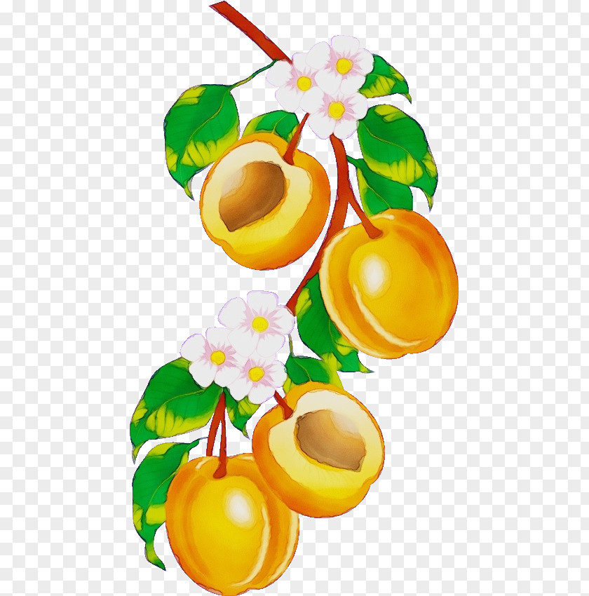 Perennial Plant Food Clip Art Yellow Fruit Flower PNG