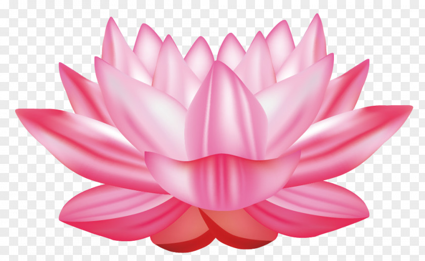 Vector Lotus Nelumbo Nucifera Water Lily Euclidean Clip Art PNG