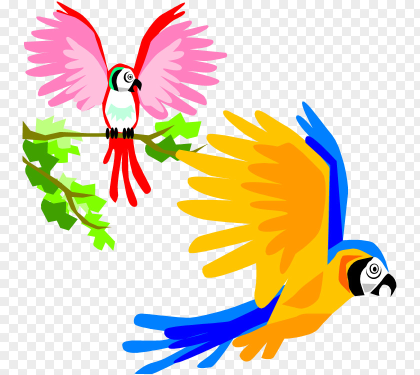 Cartoon Pictures Of Parrots Parrot Bird Flight Macaw Clip Art PNG