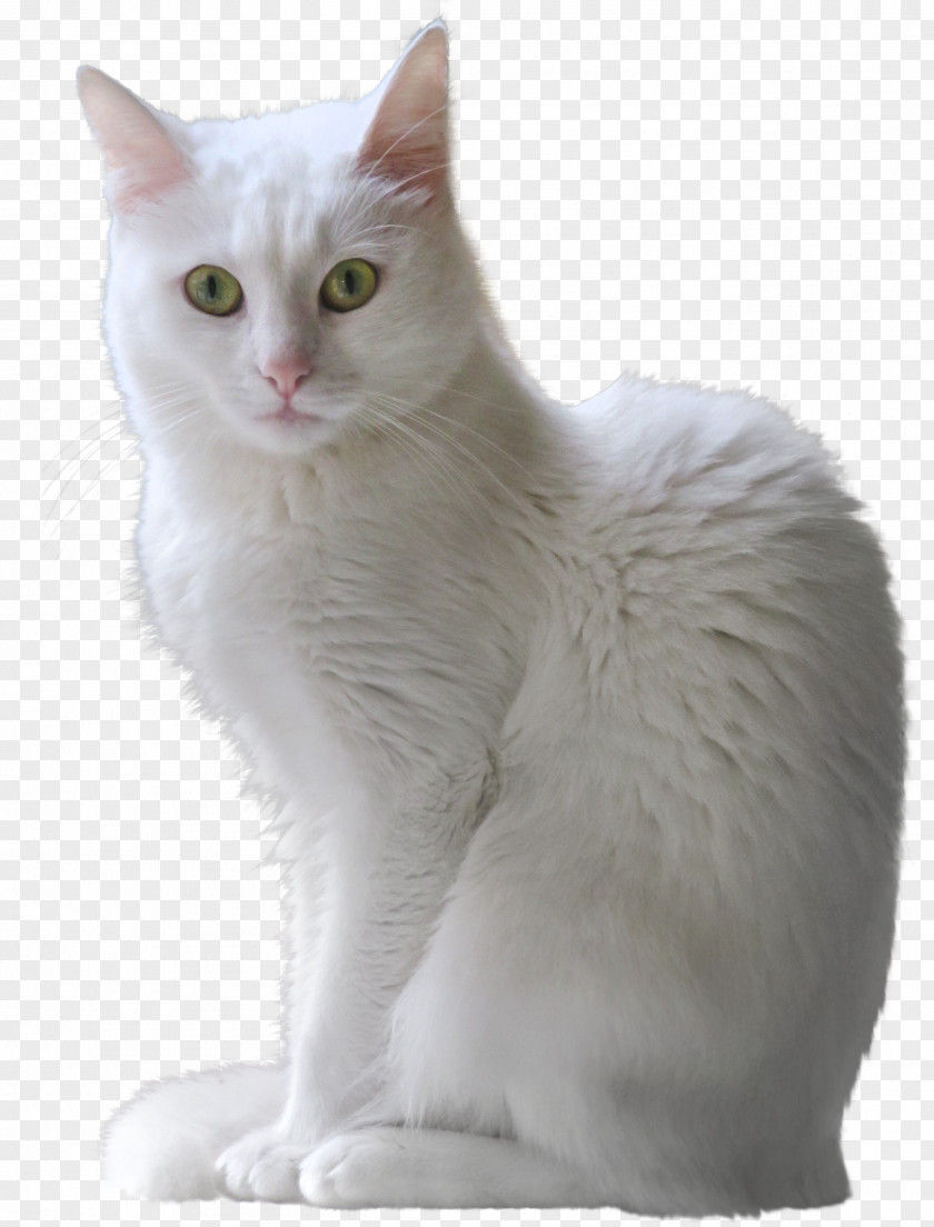 White Kitten Transparent Clipart Turkish Angora Ragdoll Van Clip Art PNG