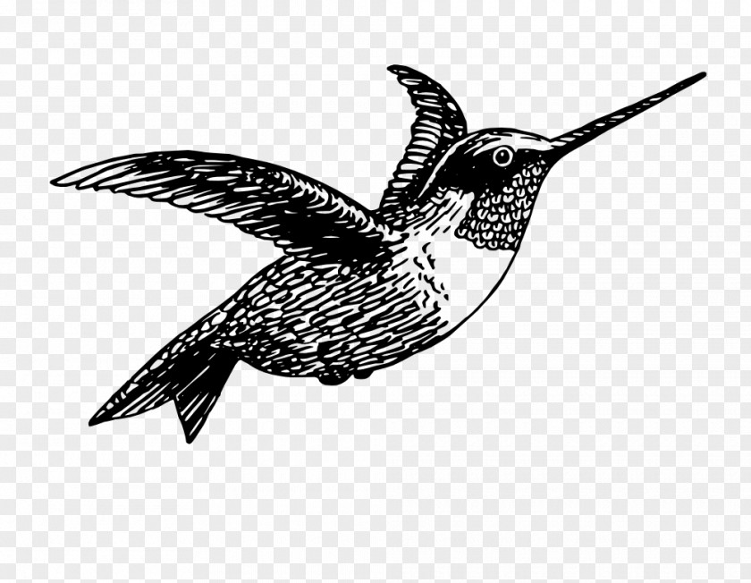 Bird Ruby-throated Hummingbird Pillow Clip Art PNG