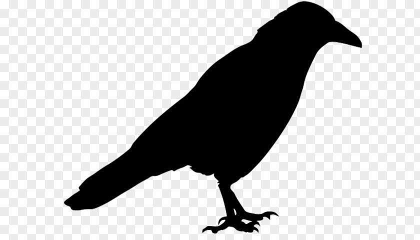 Blackbird New Caledonian Crow Bird Beak Crow-like American PNG