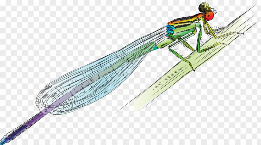 Cartoon Dragonfly Material Drawing Damselfly Illustration PNG