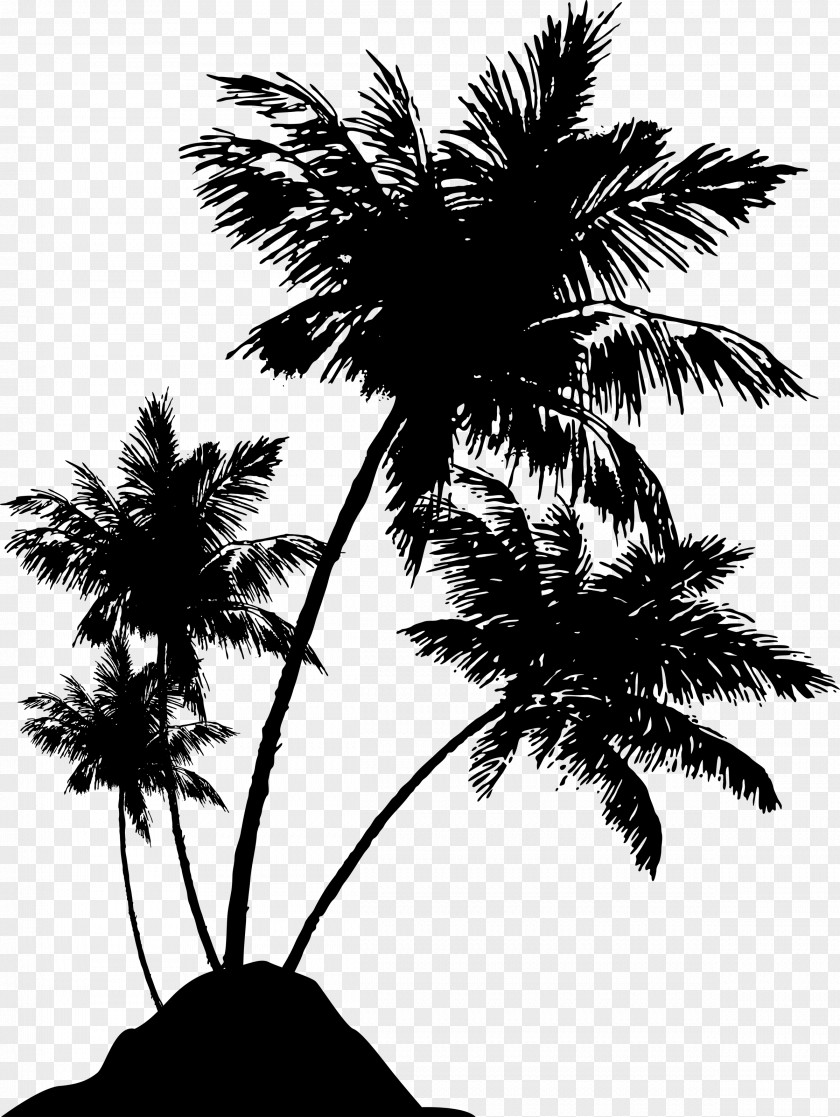 Coconut Tree Silhouette Arecaceae Drawing Photography PNG