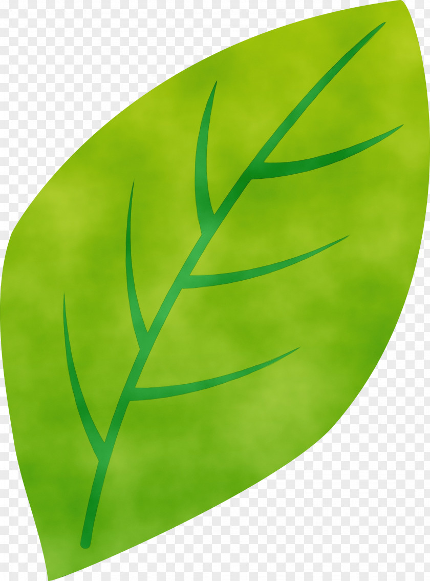 Green Leaf Plant PNG