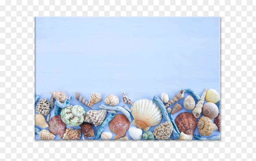 Seashell Stock Photography Conchology PNG