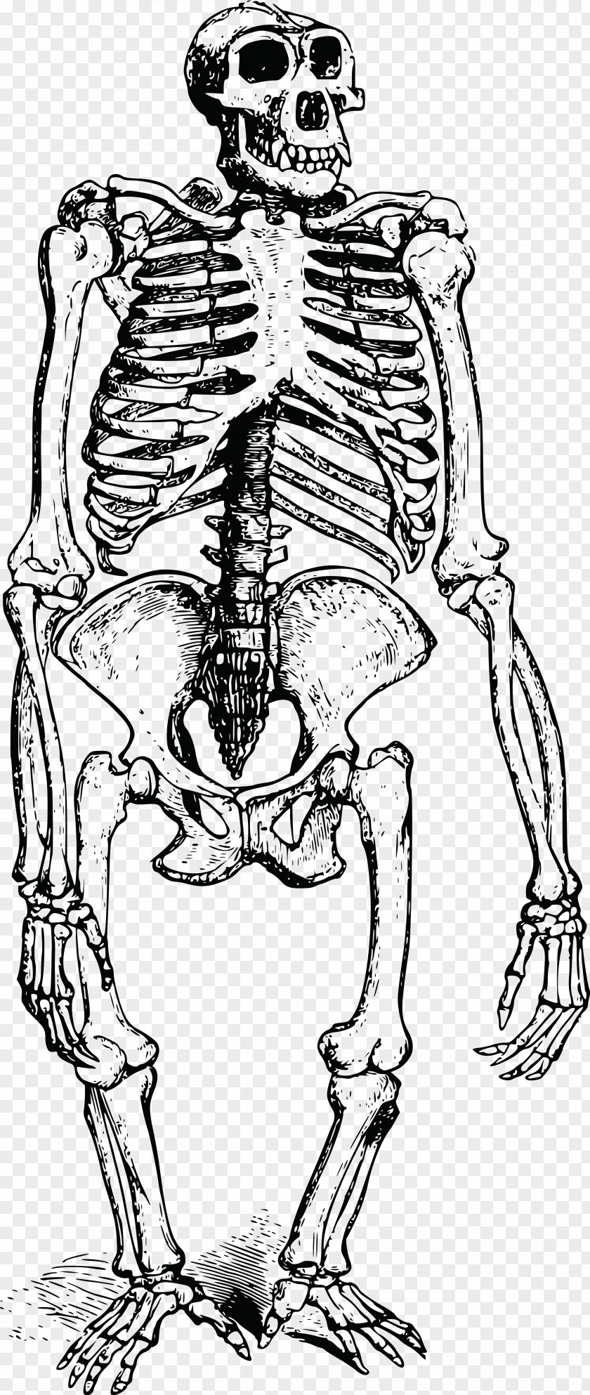 Gorilla Vector Human Skeleton Bone Orangutan PNG